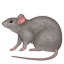 :rat: